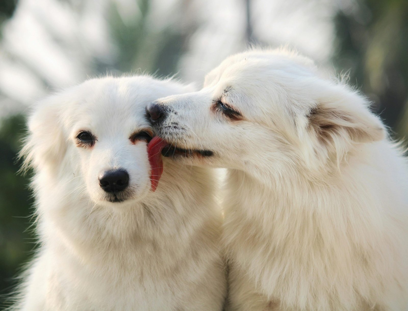 Two fluffy white dogs share a tender moment outdoors, enhancing their bond.